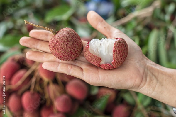 Fototapeta Ripe lychee fruits on hand.