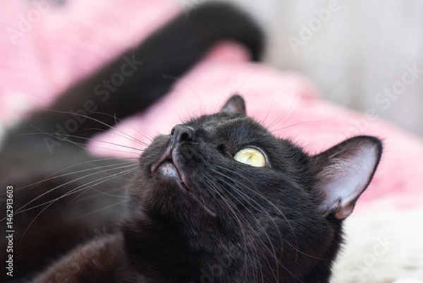 Fototapeta Portrait of a black cat with yellow eyes close up