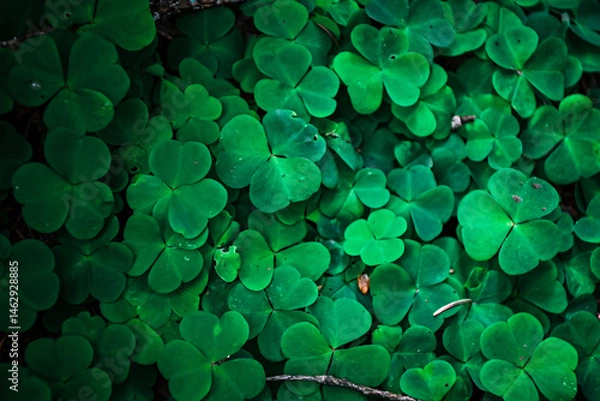 Fototapeta green clover background