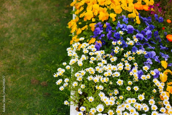 Fototapeta A variety of flowers in a vibrant and colorful flower garden in full bloom at a park in Japan