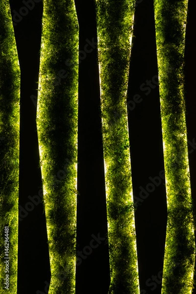 Obraz abstract organic green line texture