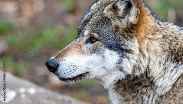 Obraz Alpha wolf with striking red eyes
