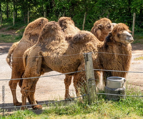 Fototapeta Bactrian camels