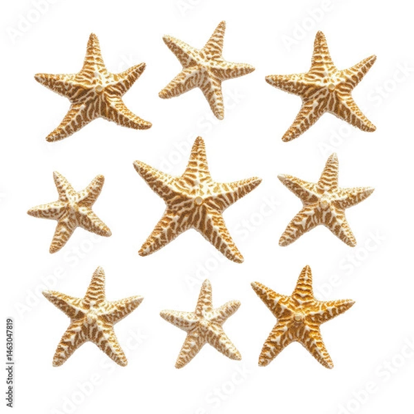 Fototapeta Starfish collection, various sizes