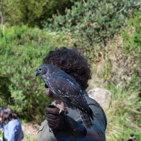 Obraz Barking Owl, Australia