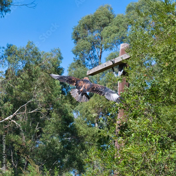 Obraz Black-breasted Buzzard, Australia