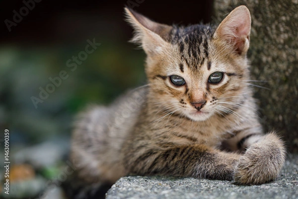 Fototapeta Lonely kitten looking for a warm home