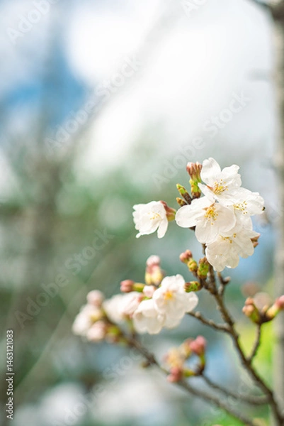 Fototapeta ソメイヨシノ