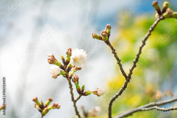 Fototapeta ソメイヨシノの蕾