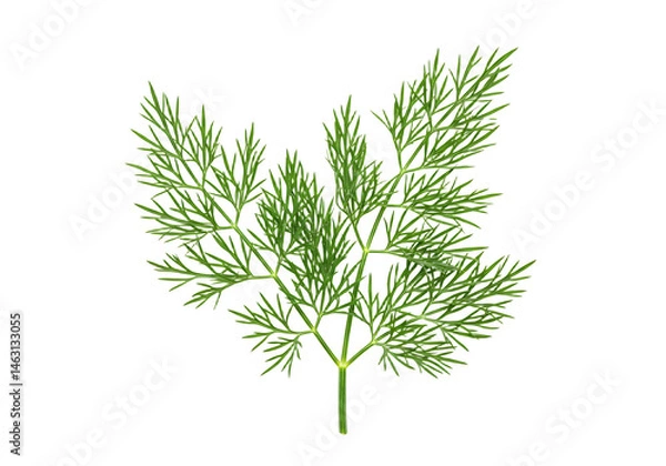 Fototapeta Delicate sprig of dill on a pristine background creating a culinary elegance