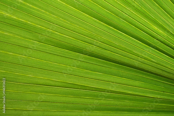 Fototapeta Palm leaf texture, a green natural background.