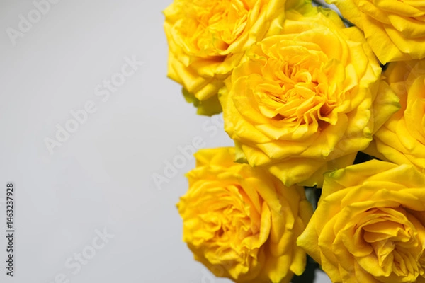 Fototapeta Close up of fresh yellow roses on a light gray background.