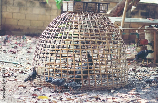 Fototapeta chicken house