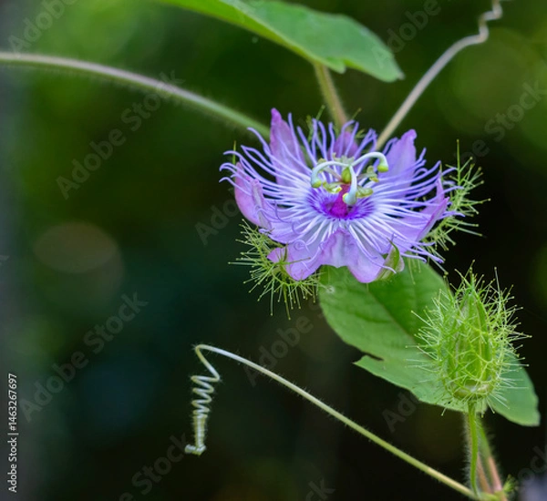 Obraz The open flower of Passiflora incarnata on a deep green background