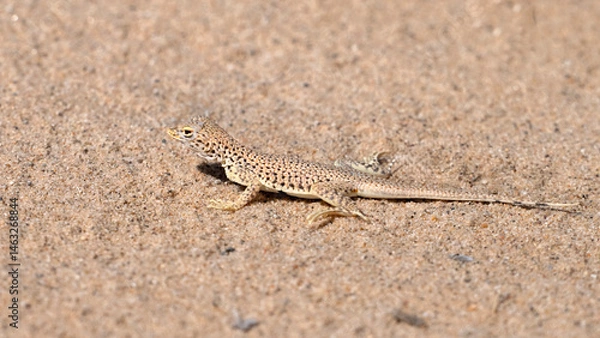 Obraz Mojave fringe-toed lizard (Uma scoparia) at Mojave Desert, California