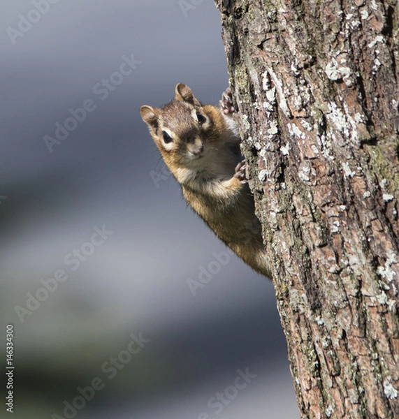 Fototapeta Chipmunk stare