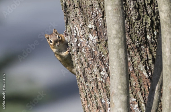 Fototapeta Chipmunk 