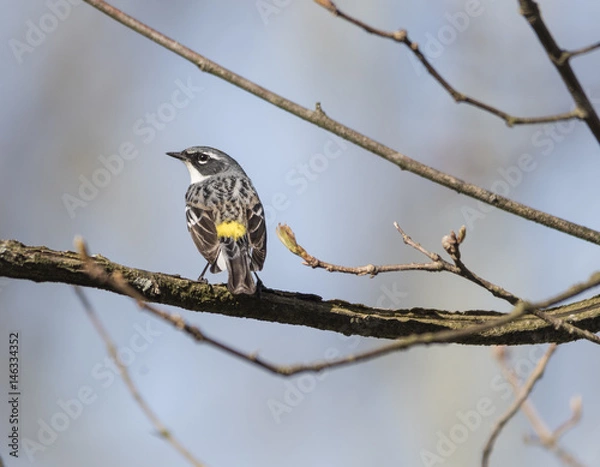 Fototapeta Yellow Rumped Warbler