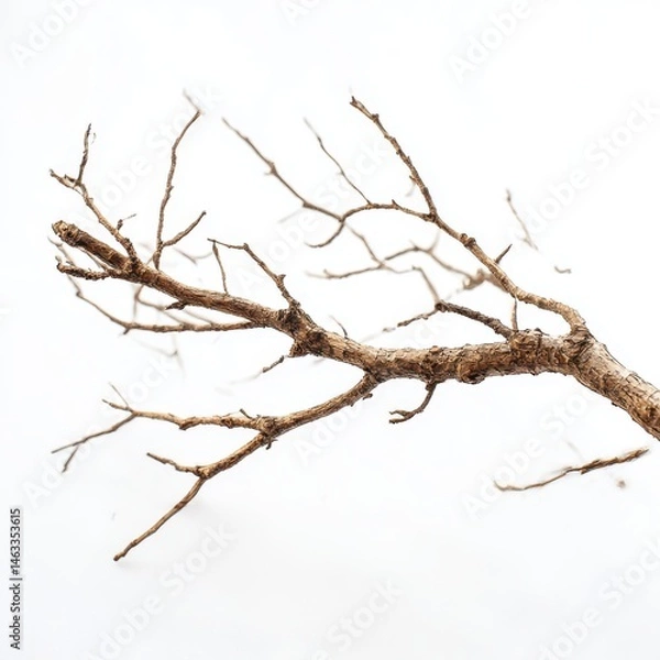 Fototapeta Isolated tree branch twig nature photography against plain backdrop