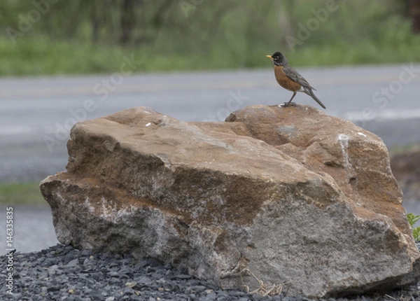 Fototapeta Rock'n Robin