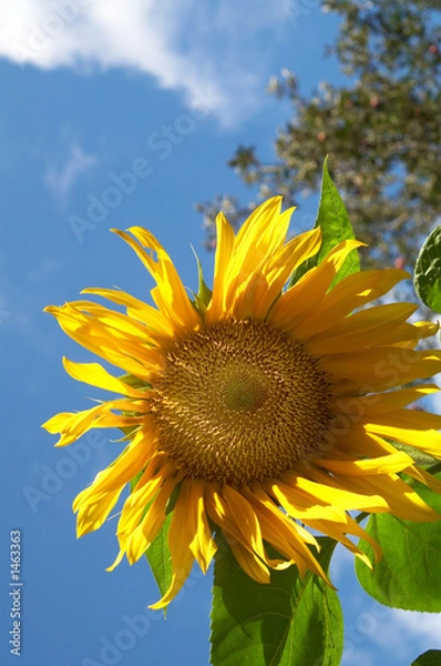Obraz sunflower