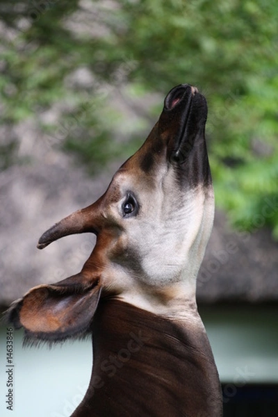 Obraz Okapi