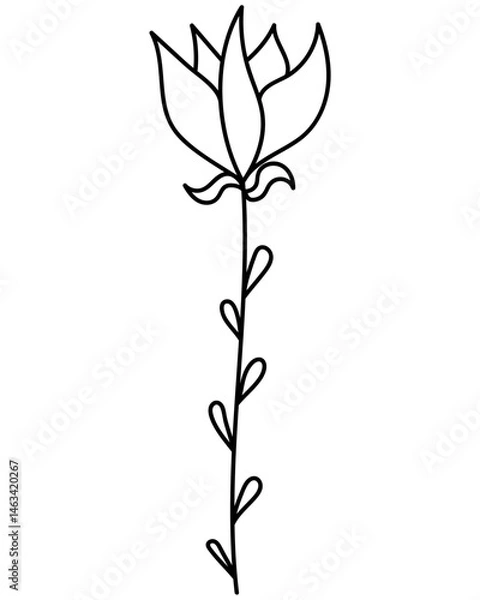 Obraz Linear flower in doodle style, outline plant with tall stem and pointed petals for design
