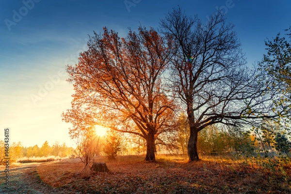 Obraz Autumn forest nature. Vivid morning in colorful forest with sun rays through branches of trees. Scenery of nature with sunlight