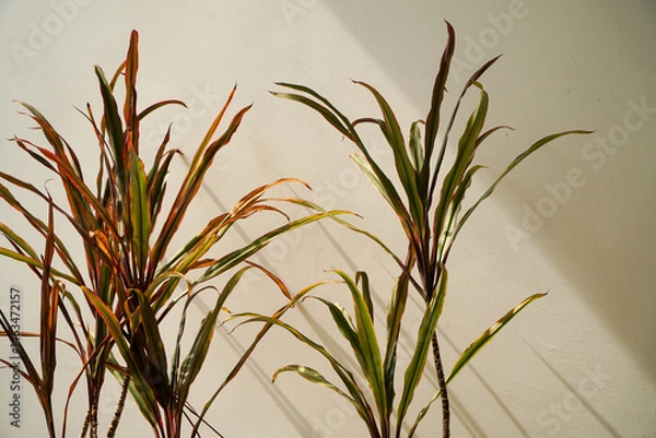 Obraz house plants in pots on a white wall background,horizontal image of an empty white wall,Shadow