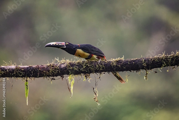 Fototapeta Toucan Collared Aracari, Pteroglossus torquatus, bird with big bill. Toucan sitting on the moss branch in the forest, Boca Tapada, Costa Rica. Nature travel in central America