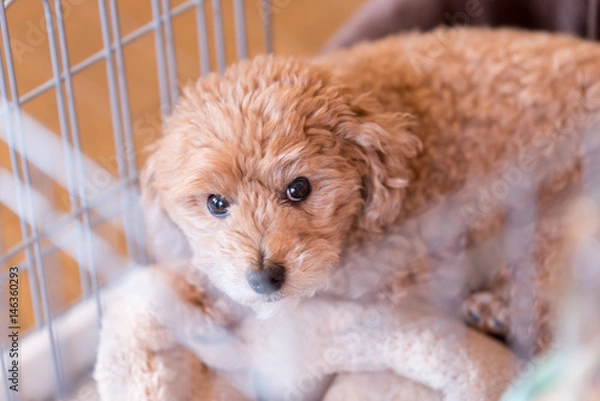 Obraz ケージの中からこちらを見つめる犬ートイプードル