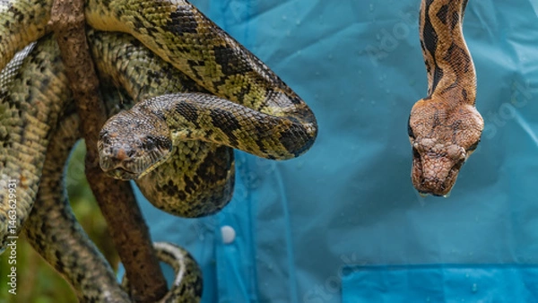 Obraz Two boa constrictors on the background of a human body fragment. One python is wrapped around a branch, the other is hanging from shoulder. Eyes, patterns on the skin, and water droplets are visible