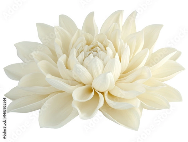 Fototapeta Isolated Pure White Dahlia Flower with Radial Symmetry