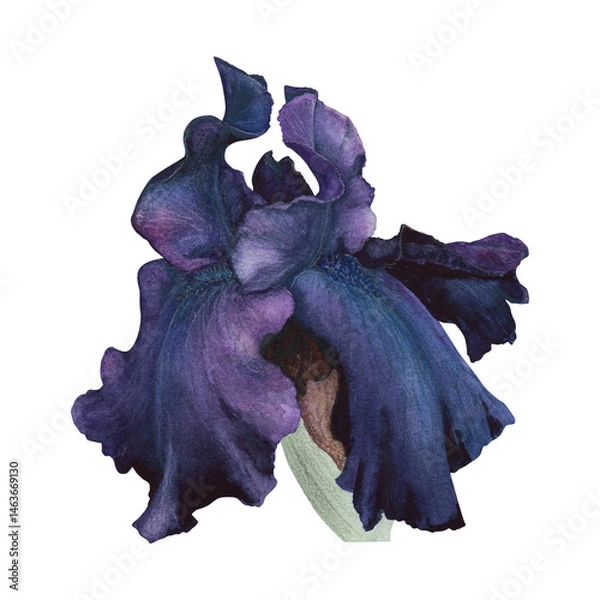 Obraz Iris purple flower isolated white background. Watercolor hand drawn realistic botanic gothic sketch illustration. Art design beauty wedding invitation, mystery card decoration graphic.