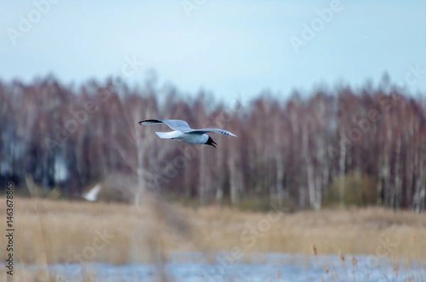 Obraz Black-headed gull soaring over reed wetlands on a cold early spring morning. A calling gull caught mid-flight above marshland, side angle shot shows open wings and calm wild atmosphere.