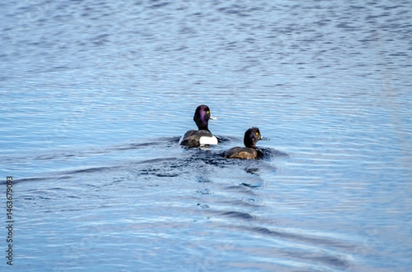 Obraz Two tufted ducks gently swimming through calm spring waters under clear sky. Peaceful waterfowl moment captured at eye level, ducks glide slowly on serene blue lake surface.