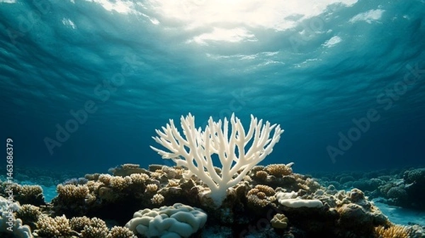 Obraz Vibrant Coral Reef Underwater Scene Facing Climate Change Challenges