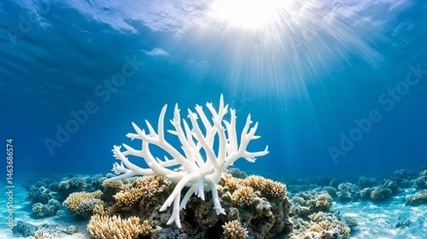 Obraz Vibrant Coral Reef in Ocean Under Sunlight Amid Climate Change Challenges