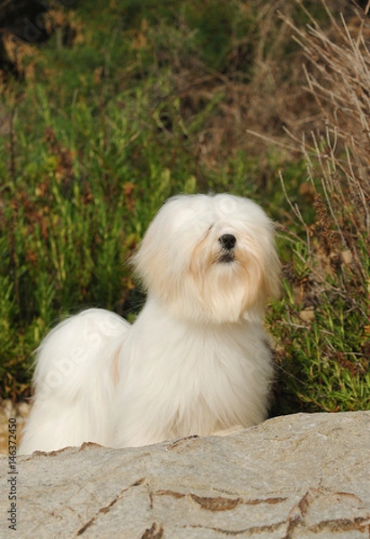 Fototapeta Portrait of lhasa apso dog