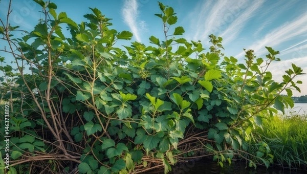 Fototapeta Black currant wild shrub flourishing by riverbanks and canal edges during spring