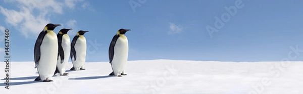 Obraz Pingwin Panorama