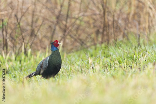 Obraz キジ雄(common pheasant)