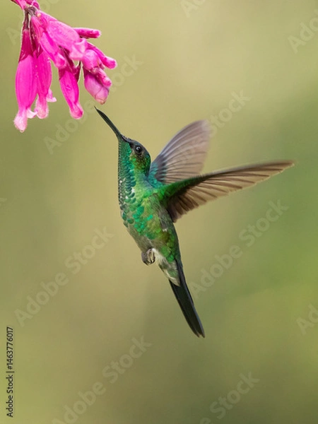 Obraz The violet-capped woodnymph (Thalurania glaucopis) is a species of hummingbird in the "emeralds", tribe Trochilin