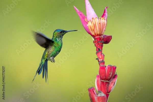 Fototapeta The violet-capped woodnymph (Thalurania glaucopis) is a species of hummingbird in the "emeralds", tribe Trochilin