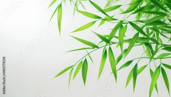 Obraz Sharp-resolution photo of moist bamboo leaves set on a white background