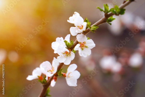 Obraz A branch with blooming white spring flowers of Prunus tomentosa