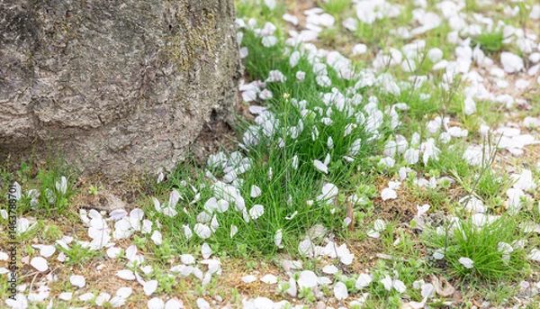 Obraz Cherry blossom petals fallen beneath the tree.