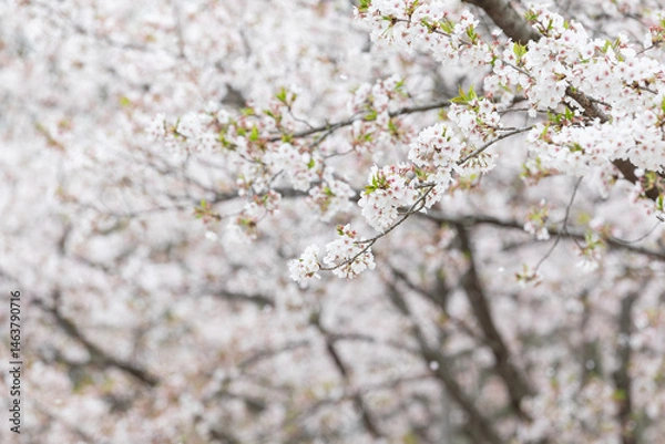 Fototapeta Full bloomed cherry blossoms. 