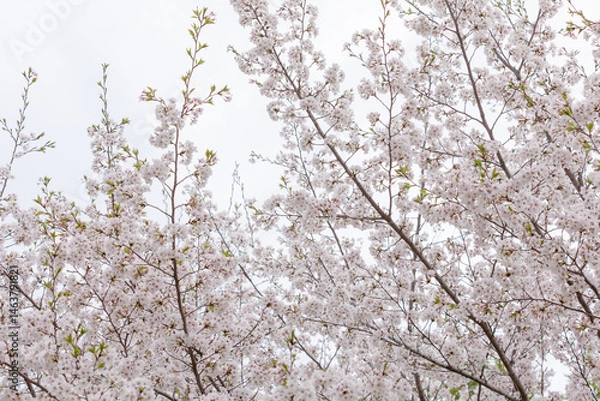 Obraz Full bloomed cherry blossoms. 