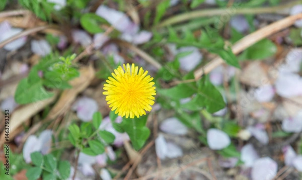 Obraz Common dandelions found by the roadside. Taraxacum officinale